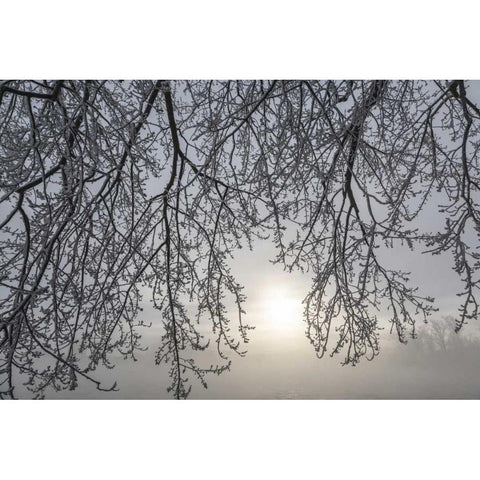 Canada, Ottawa Frosty limbs and fog-shrouded sun White Modern Wood Framed Art Print by Young, Bill