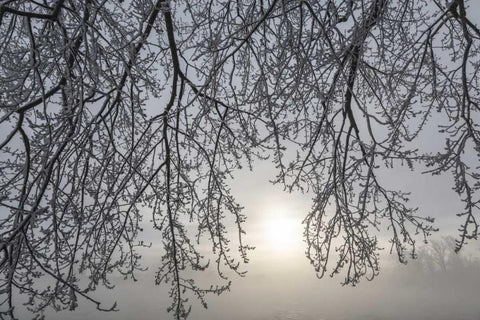 Canada, Ottawa Frosty limbs and fog-shrouded sun White Modern Wood Framed Art Print with Double Matting by Young, Bill