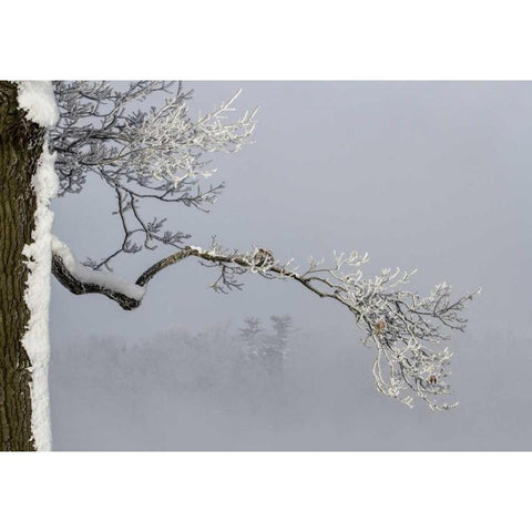 Canada, Ottawa, Frosty branches in fog White Modern Wood Framed Art Print by Young, Bill