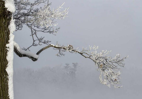 Canada, Ottawa, Frosty branches in fog Black Ornate Wood Framed Art Print with Double Matting by Young, Bill