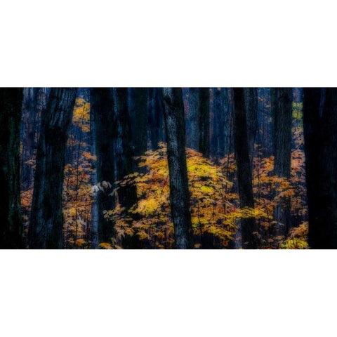 Canada, Ontario Autumn abstract of forest Black Modern Wood Framed Art Print by Young, Bill