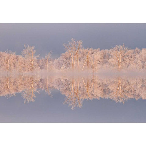 Canada, Ottawa Frosted trees by Shirleys Bay Black Modern Wood Framed Art Print by Young, Bill