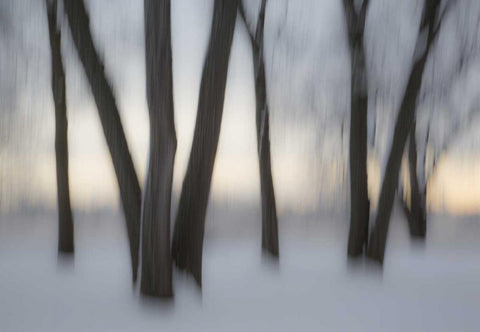 Canada, Ottawa, Ottawa River Abstract of trees Black Ornate Wood Framed Art Print with Double Matting by Young, Bill