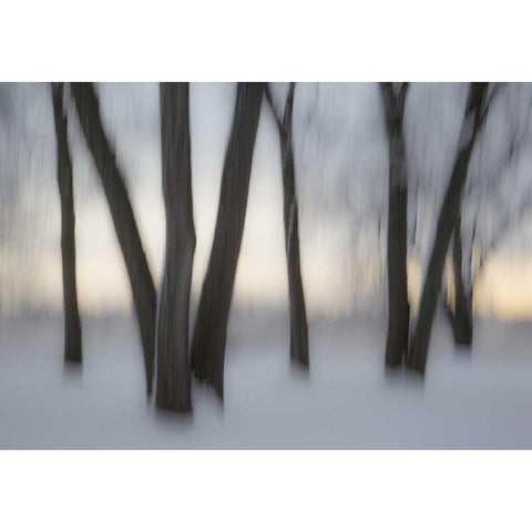Canada, Ottawa, Ottawa River Abstract of trees Black Modern Wood Framed Art Print by Young, Bill