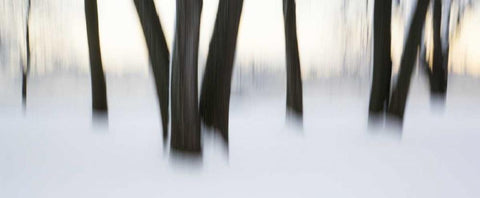 Canada, Ottawa, Ottawa River Abstract of trees Black Ornate Wood Framed Art Print with Double Matting by Young, Bill