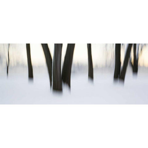 Canada, Ottawa, Ottawa River Abstract of trees Black Modern Wood Framed Art Print by Young, Bill