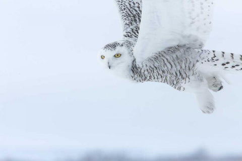 Canada, Ontario, Barrie Snowy owl in flight Black Ornate Wood Framed Art Print with Double Matting by Zuckerman, Jim