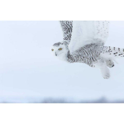 Canada, Ontario, Barrie Snowy owl in flight Black Modern Wood Framed Art Print with Double Matting by Zuckerman, Jim