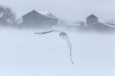 Canada, Ontario, Barrie Snowy owl in flight White Modern Wood Framed Art Print with Double Matting by Zuckerman, Jim