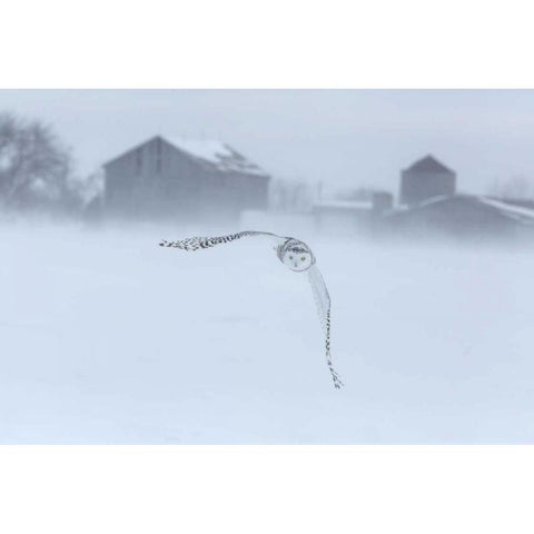 Canada, Ontario, Barrie Snowy owl in flight Black Modern Wood Framed Art Print by Zuckerman, Jim