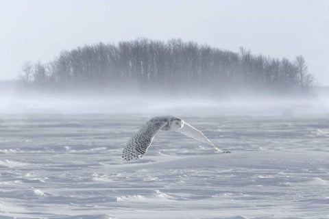 Canada, Ontario, Barrie Snowy owl in flight Black Ornate Wood Framed Art Print with Double Matting by Zuckerman, Jim