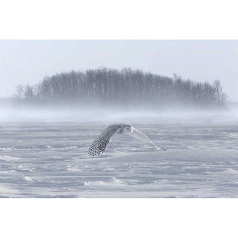 Canada, Ontario, Barrie Snowy owl in flight Black Modern Wood Framed Art Print by Zuckerman, Jim