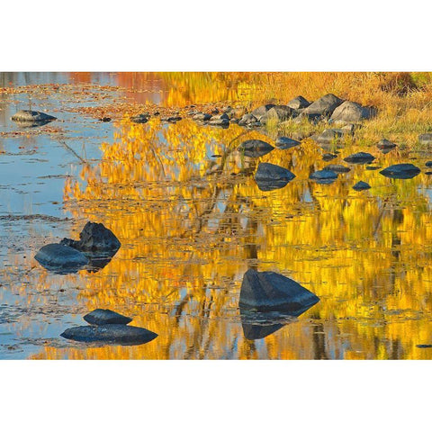 Canada-Ontario-Whitefish Autumn colors reflect in Vermilion River White Modern Wood Framed Art Print by Jaynes Gallery