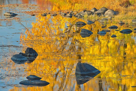 Canada-Ontario-Whitefish Autumn colors reflect in Vermilion River Black Ornate Wood Framed Art Print with Double Matting by Jaynes Gallery