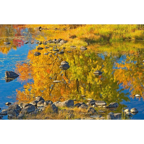 Canada-Ontario-Whitefish Autumn colors reflect in Vermilion River Black Modern Wood Framed Art Print by Jaynes Gallery