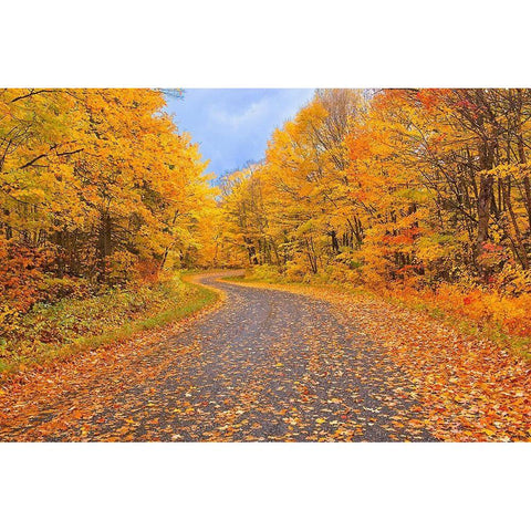 Canada-Ontario Country road through forest Black Modern Wood Framed Art Print by Jaynes Gallery