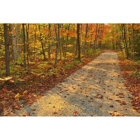 Canada-Ontario-Bruce Peninsula National Park Autumn on the Bruce Trail Black Modern Wood Framed Art Print by Jaynes Gallery
