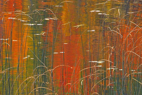 Canada-Ontario Reeds on Bunny Lake White Modern Wood Framed Art Print with Double Matting by Jaynes Gallery