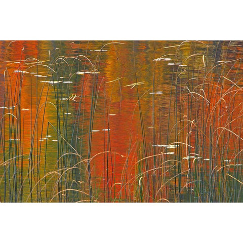 Canada-Ontario Reeds on Bunny Lake Black Modern Wood Framed Art Print by Jaynes Gallery