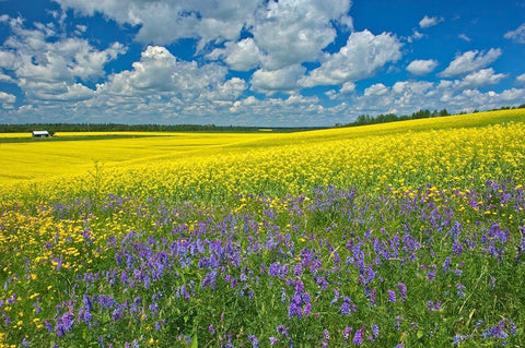 Canada-Ontario-New Liskeard Canola crop and wild vetch flowers in bloom Black Ornate Wood Framed Art Print with Double Matting by Jaynes Gallery