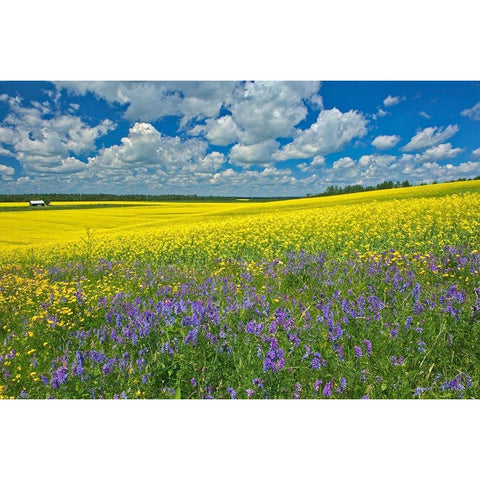 Canada-Ontario-New Liskeard Canola crop and wild vetch flowers in bloom Black Modern Wood Framed Art Print by Jaynes Gallery