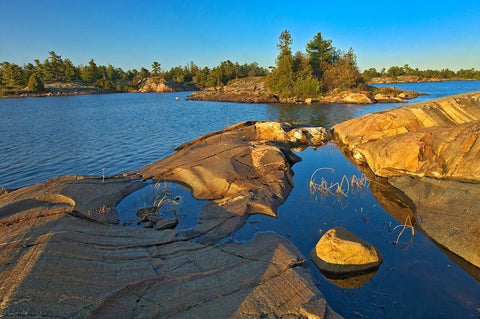 Canada-Ontario-Honey Harbour White pine tree on Precambrian shield rock Black Ornate Wood Framed Art Print with Double Matting by Jaynes Gallery