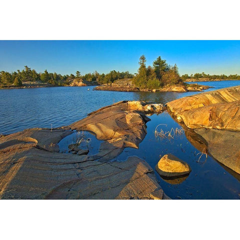 Canada-Ontario-Honey Harbour White pine tree on Precambrian shield rock Black Modern Wood Framed Art Print by Jaynes Gallery