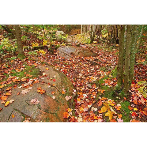 Canada-Ontario-Killarney Provincial Park-Granite Ridge Trail Park Gold Ornate Wood Framed Art Print with Double Matting by Jaynes Gallery