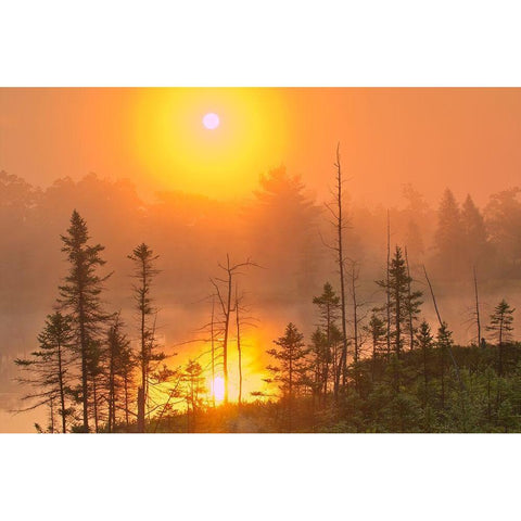 Canada-Ontario-Torrance Barrens Dark-Sky Preserve Foggy sunrise on forest Gold Ornate Wood Framed Art Print with Double Matting by Jaynes Gallery