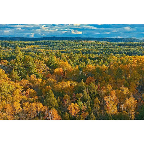 Canada-Ontario-Neebing County Forest in autumn Black Modern Wood Framed Art Print by Jaynes Gallery