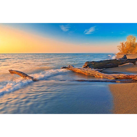 Canada-Ontario-Point Pelee National Park Driftwood on Lake Erie shoreline at sunrise Black Modern Wood Framed Art Print by Jaynes Gallery
