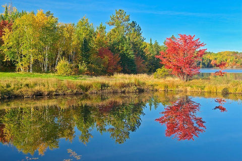 Canada-Ontario-Worthington Red maple tree reflected in St Poithier Lake Black Ornate Wood Framed Art Print with Double Matting by Jaynes Gallery