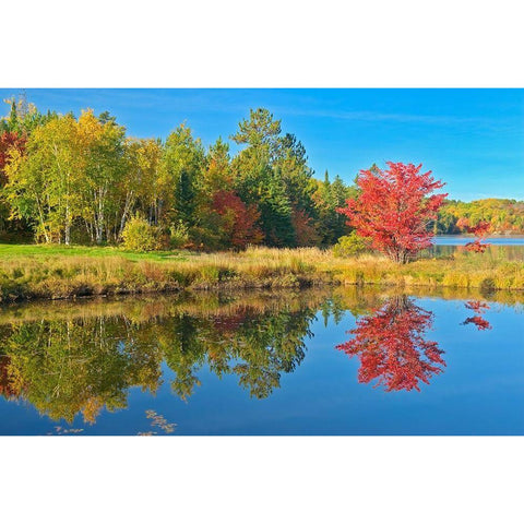 Canada-Ontario-Worthington Red maple tree reflected in St Poithier Lake Gold Ornate Wood Framed Art Print with Double Matting by Jaynes Gallery