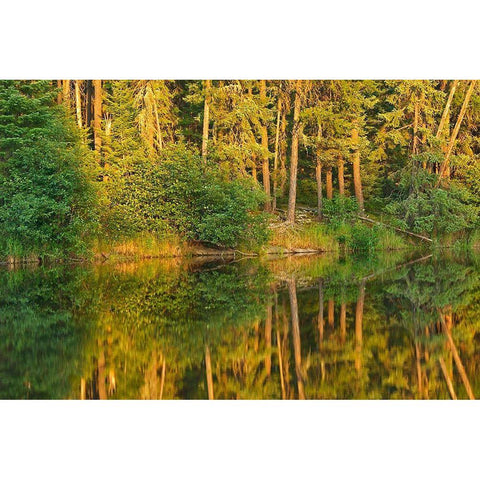 Canada-Ontario Sunset on forest reflected in lake Gold Ornate Wood Framed Art Print with Double Matting by Jaynes Gallery