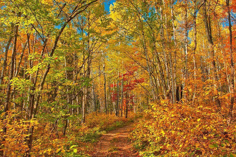 Canada-Ontario-Aubrey Falls Provincial Park-Forest trail in autumn White Modern Wood Framed Art Print with Double Matting by Jaynes Gallery
