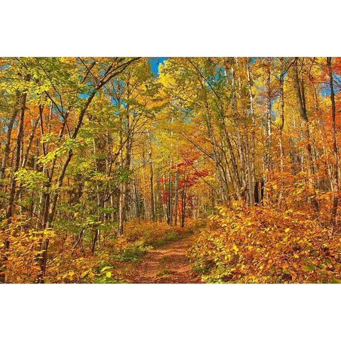 Canada-Ontario-Aubrey Falls Provincial Park-Forest trail in autumn Black Modern Wood Framed Art Print by Jaynes Gallery