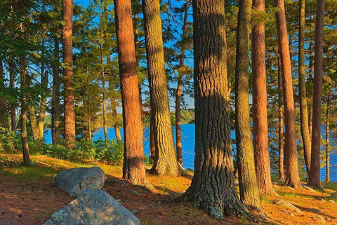 Canada-Ontario Mature white pines and red pines at sunset White Modern Wood Framed Art Print with Double Matting by Jaynes Gallery