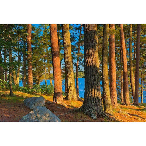 Canada-Ontario Mature white pines and red pines at sunset Black Modern Wood Framed Art Print by Jaynes Gallery