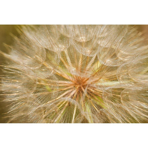Canada-Ontario-Sioux Narrows Goats-beard flower close-up White Modern Wood Framed Art Print by Jaynes Gallery