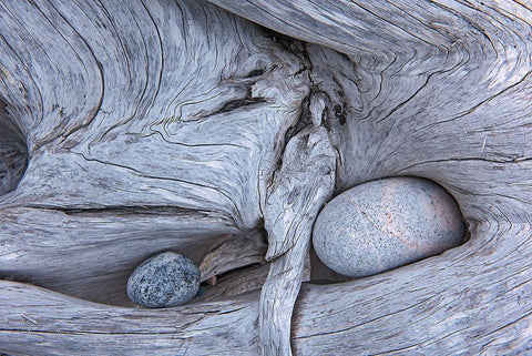 Canada-Ontario-Marathon Rocks in driftwood on Pebble Beach Black Ornate Wood Framed Art Print with Double Matting by Jaynes Gallery