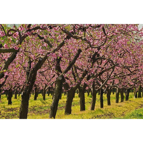 Canada-Ontario-Grimsby Peach orchard blooming in spring Black Modern Wood Framed Art Print by Jaynes Gallery