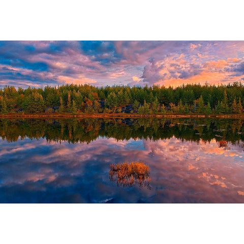 Canada-Ontario-Greater Sudbury Lake grasses and cloud reflections at sunrise Gold Ornate Wood Framed Art Print with Double Matting by Jaynes Gallery