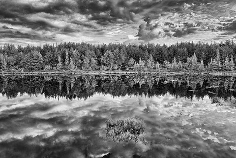 Canada-Ontario-Greater Sudbury Black and white of lake grasses and cloud reflections at sunrise White Modern Wood Framed Art Print with Double Matting by Jaynes Gallery