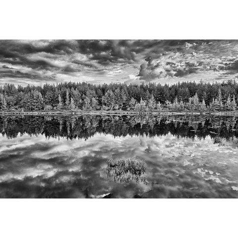 Canada-Ontario-Greater Sudbury Black and white of lake grasses and cloud reflections at sunrise Black Modern Wood Framed Art Print by Jaynes Gallery