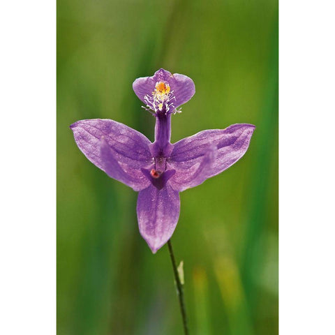 Canada-Ontario-Bruce Peninsula National Park Grass pink orchid close-up Gold Ornate Wood Framed Art Print with Double Matting by Jaynes Gallery