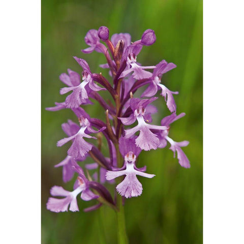 Canada-Ontario-Bruce Peninsula National Park Small purple fringed orchids close-up White Modern Wood Framed Art Print by Jaynes Gallery