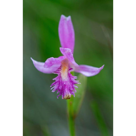 Canada-Ontario-Bruce Peninsula National Park Dragons mouth orchid close-up White Modern Wood Framed Art Print by Jaynes Gallery