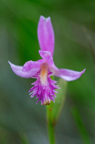 Canada-Ontario-Bruce Peninsula National Park Dragons mouth orchid close-up Black Ornate Wood Framed Art Print with Double Matting by Jaynes Gallery