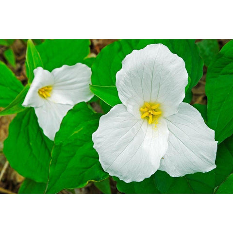 Canada-Ontario-Horseshoe Lake Large-flowered trillium White Modern Wood Framed Art Print by Jaynes Gallery