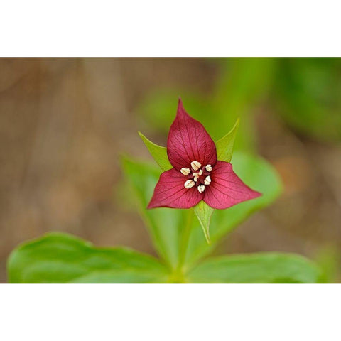 Canada-Ontario-Algonquin Provincial Park Red trillium flower close-up Gold Ornate Wood Framed Art Print with Double Matting by Jaynes Gallery